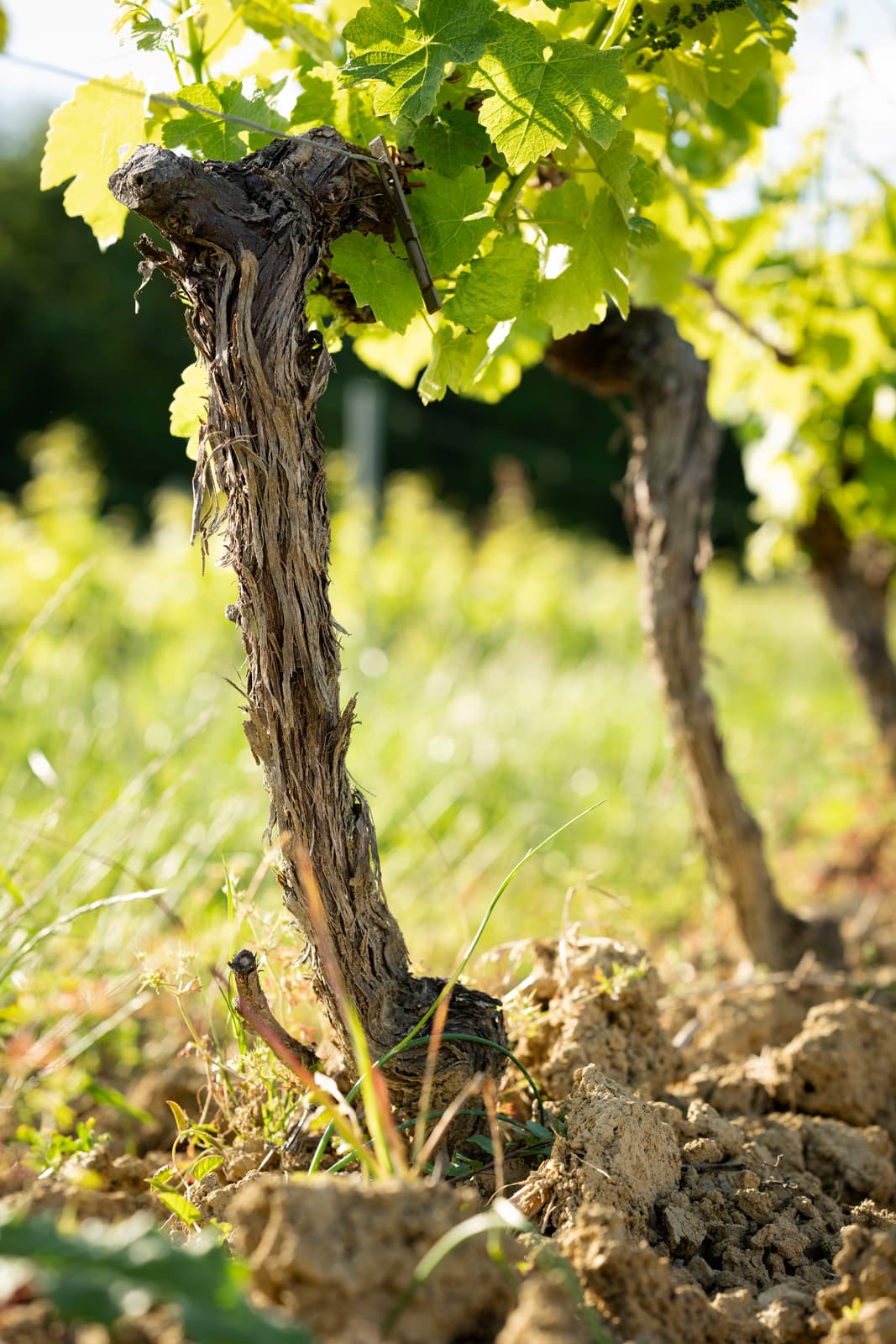 Pieds de vigne; Gaillac