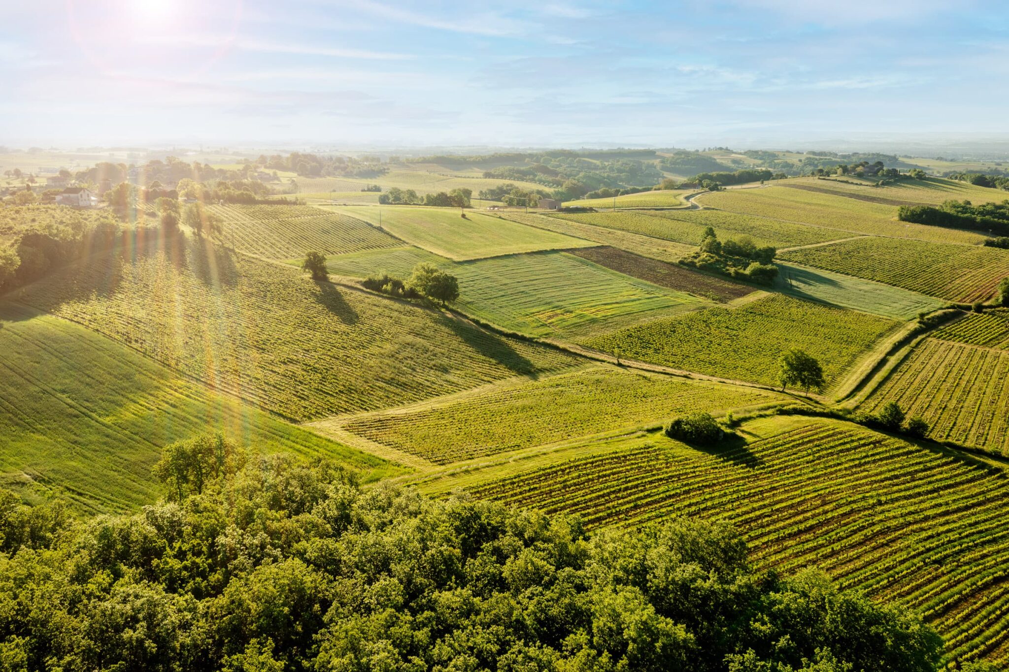 Les vignes du Domaine Puech Roques vu du ciel