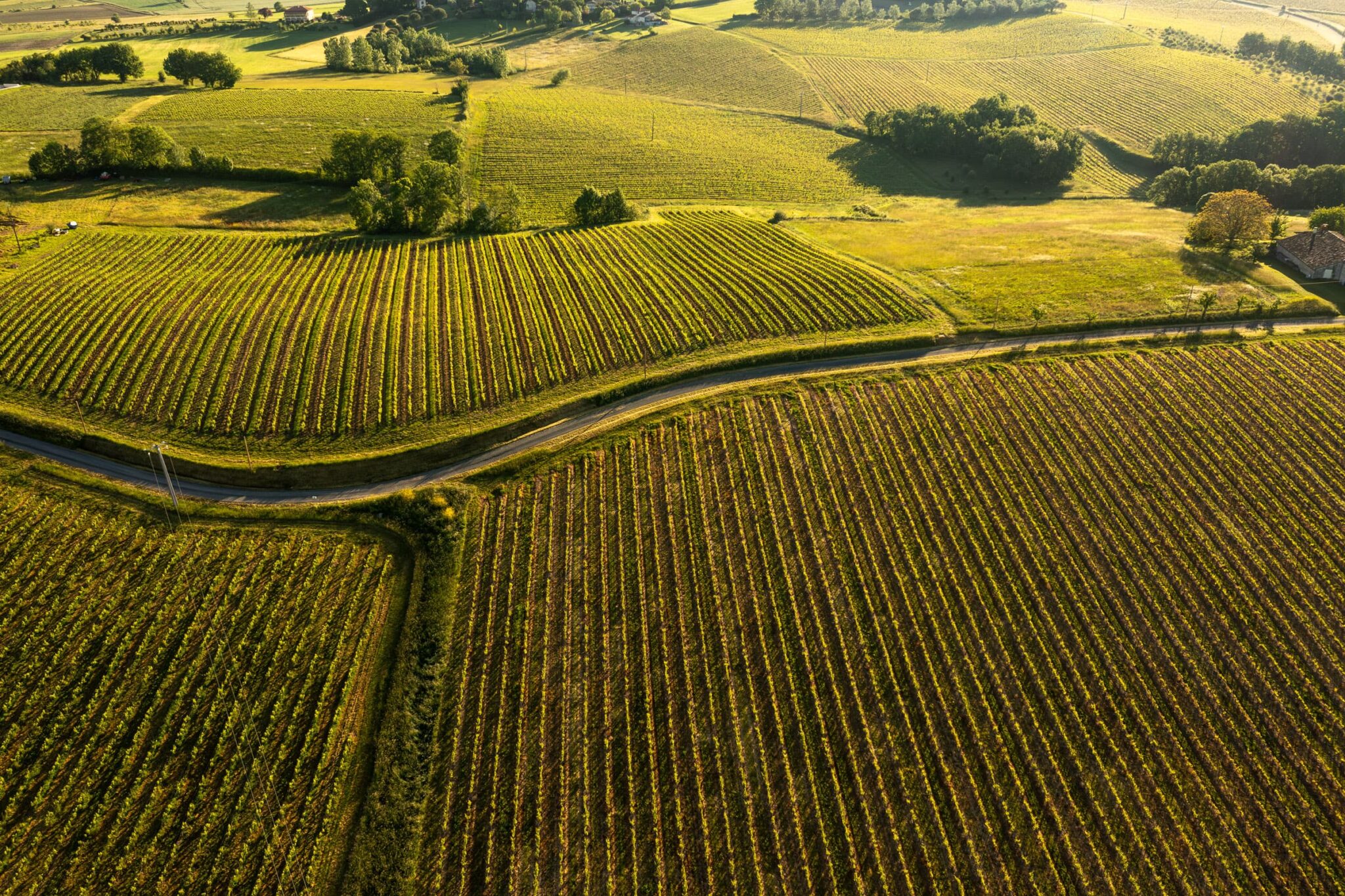 Prises de vues au drone; Vignes; drone; Gaillac; Domaine Puech Roques;