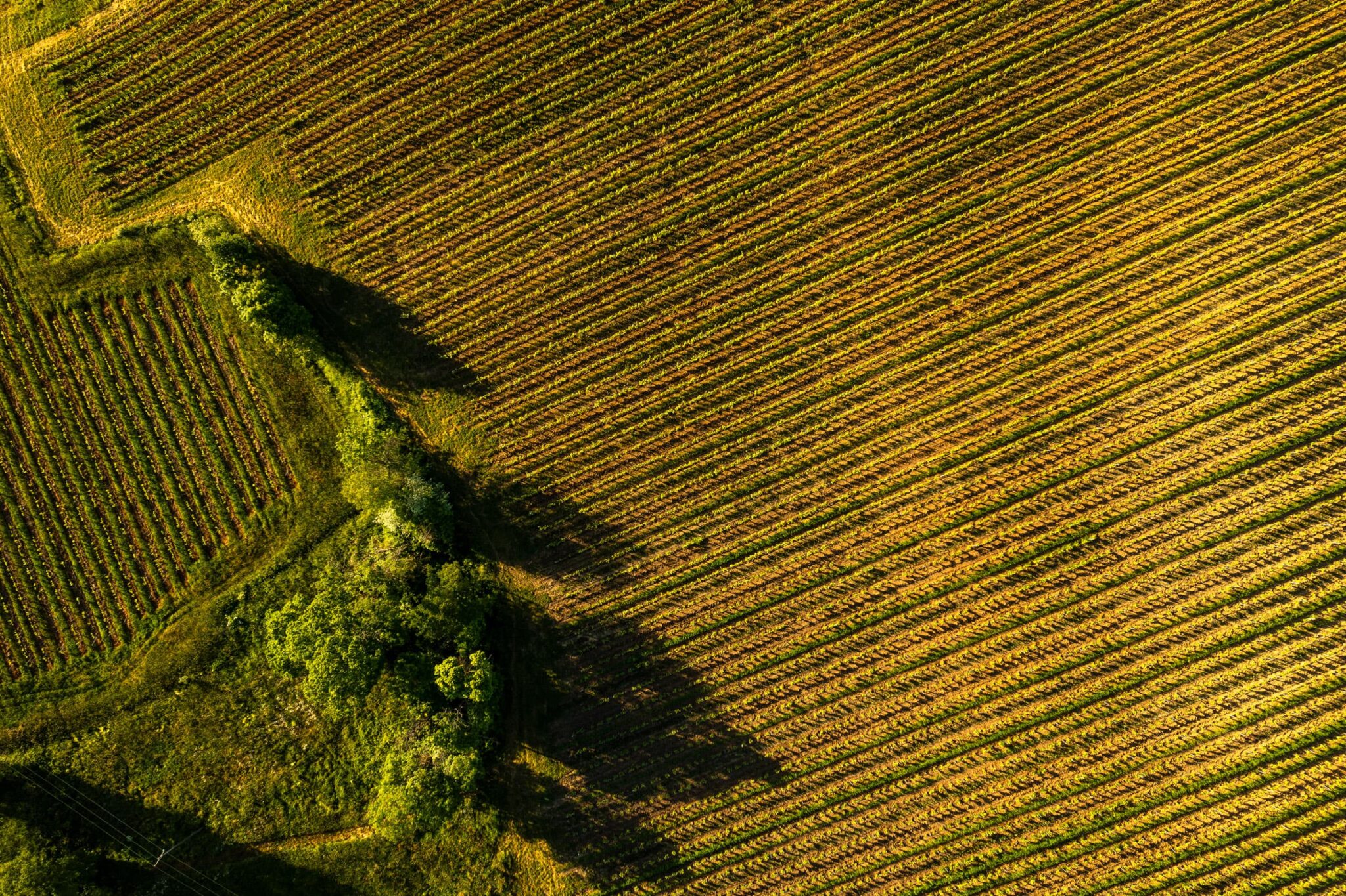 Vignes; drone; Gaillac; Domaine Puech Roques;