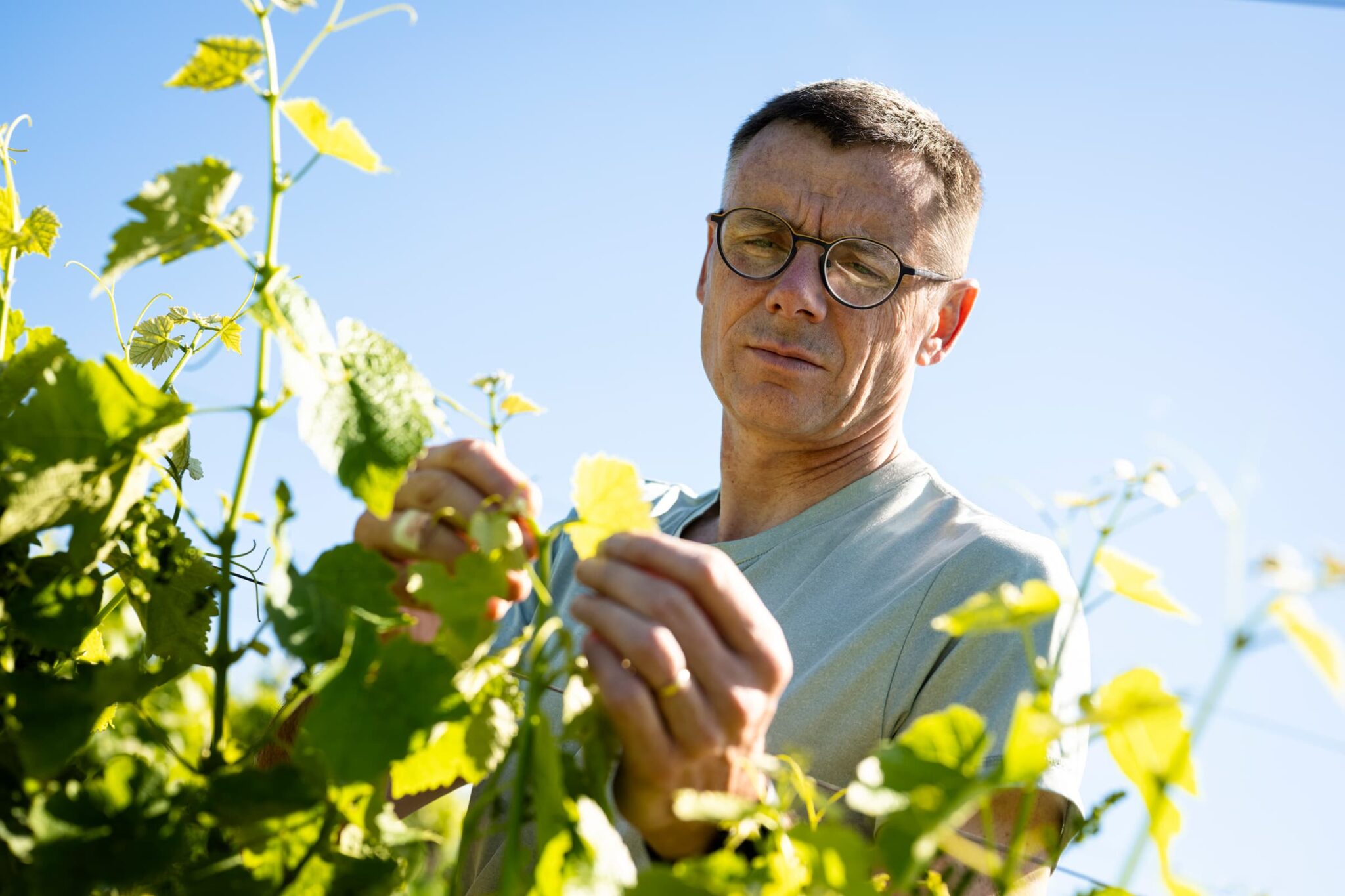 Vigneron dans les vignes